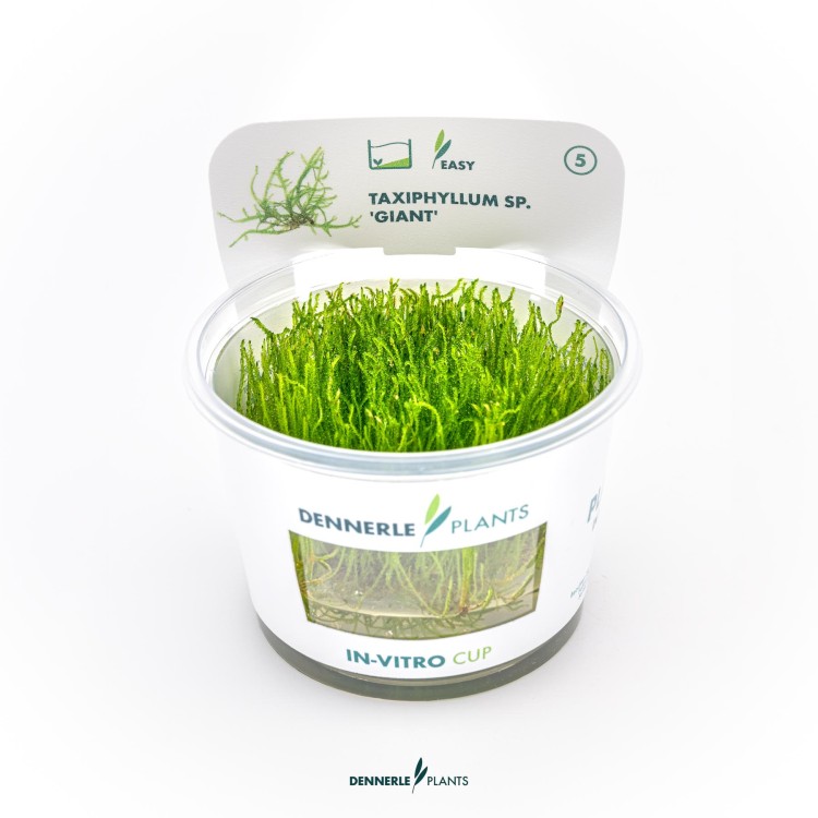 Muschi acvariu Taxiphyllum spec. Giant in vitro Dennerle - imagine 5